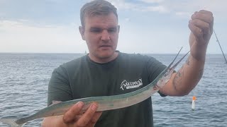 PIER FISHING for garfish  longnose so much fun pier fishing uk [upl. by Adi]