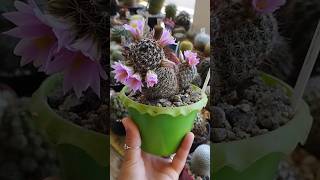 Mammillaria Alamensis [upl. by Oniuqa]