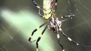 Joro Spider Nephila clavata feeding [upl. by Vashtia]