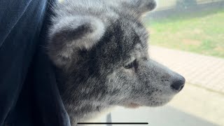 こむぎスペースを体験してみて何とも言えない表情をする秋田犬ぱたこ【Akitainu】akitainupata [upl. by Azenav]