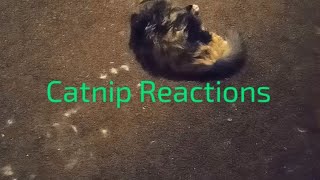 Catnip Reactionslv [upl. by Ras]