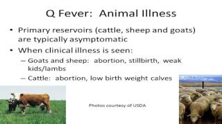 121 – Q Fever Infection Illness amp Transmission [upl. by Jeffie]