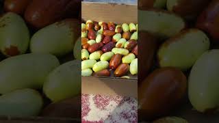 Why jujube fruits are so great in under a minute garden homesteading rarefruits [upl. by Chara]