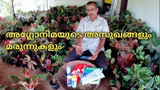 അഗ്ലോനിമയുടെ അസുഖങ്ങളും മരുന്നുകളും Aglaonema Pesticide amp Insecticide Aglaonema care and tips [upl. by Anahsed]