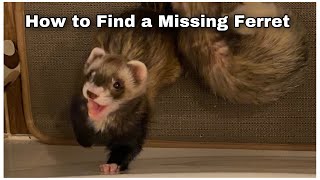 How to Find a Lost Ferret [upl. by Baalman]