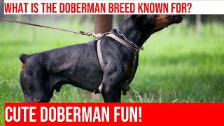 Adorable Doberman Puppies Watch Them Play amp Melt Your Heart [upl. by Ecnerewal]