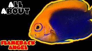 All About The Flameback Angelfish or African Pygmy or Orangeback Angel [upl. by Ileak]