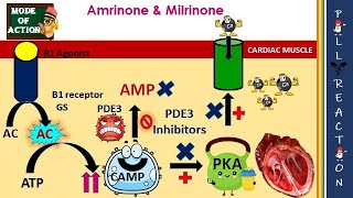 PDE3 Inhibitors MOA Cardiotonic Inhibits Platelet Aggregation Adverse effects [upl. by Luane]