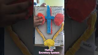 Human Excretory System model project [upl. by Duffy429]