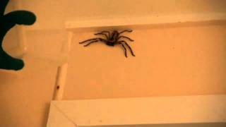 How to catch a Huntsman Spider [upl. by Wearing428]