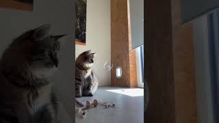 Cat playing with Bubbles😻 [upl. by Nomled]