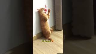 Midnight 3Legged Cat  Fish Toy and the End😸😅catshorts funnycats cutecat [upl. by Yvonner]