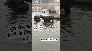 Murrah buffalo haryana buffalo swimming pool India shortsvideo [upl. by Anihta77]