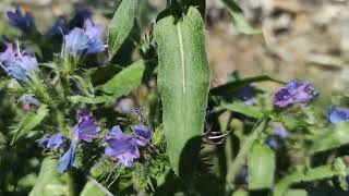 Lisičina Echium Vulgare [upl. by Reinold]