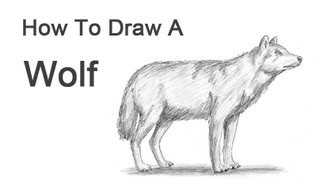 How to Draw a Wolf [upl. by Eberhard]