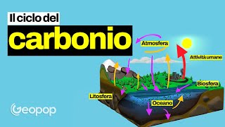 IL CICLO DEL CARBONIO  come si svolge e perché serve a capire il riscaldamento globale [upl. by Alyakam71]