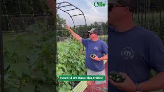 Garden Trellis Idea for tomatoes cucumbers amp vegetables [upl. by Bullis632]