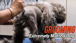 Grooming an EXTREMELY matted dog [upl. by Akirre]