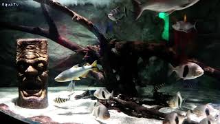 Metynnis hypsauchen in Pusan SEALIFE 부산 씨라이프 메티니스 수조 [upl. by Ronyam]