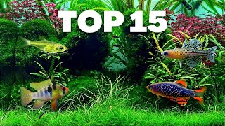 MY 15 FAVORITE NANO FISH FOR A SMALL AQUARIUM [upl. by Redneval258]