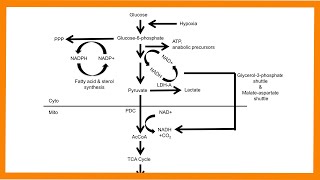 Glycolysis [upl. by Taber]