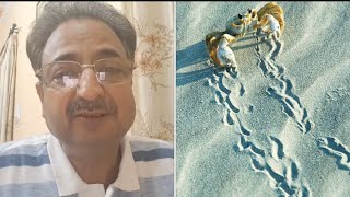 Positive Judgements a tale of Crab and Waves  Inspirational Story narrated by Prof D V Gupta [upl. by Lee815]