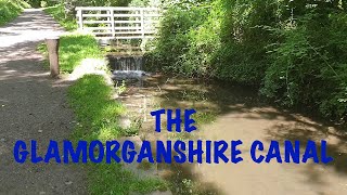 A video walk along the glorious Glamorganshire Canal at Whitchurch Cardiff in the summer of 2020 [upl. by Cooe]