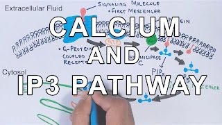 Calcium amp IP3 Pathway [upl. by Labannah]