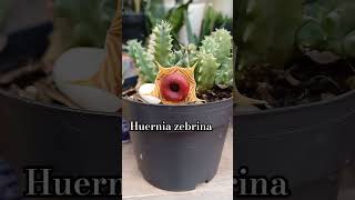 Huernia zebrina ❤️❤️ [upl. by Abdu1]