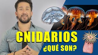 ¿Qué son los cnidarios [upl. by Blalock]