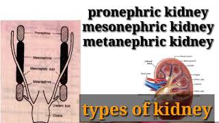 types of kidney in hindi  pronephricmesonephric or metanephric kidney in hindi [upl. by Airbas]