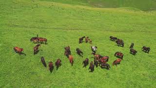 Essential Tips for Setting Up Your Cattle Ranch [upl. by Oirram]