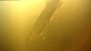 OMG 😲 Fish ate my camera 鱼攻击 Ataque de peces Serangan ikan [upl. by Umont]