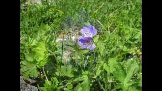 quotSumpfStorchschnabelquot Geranium palustre Eine Diashow von Karin und Wolfgang Schmökel [upl. by Ahsirek]