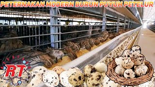 PETERNAKAN BURUNG PUYUH MODERN  PROSES PENETASAN HINGGA PRODUKSI TELUR [upl. by Yelad]