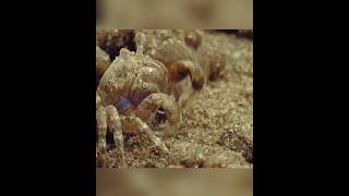 How to make crab balls shortvideos facts amazingfacts [upl. by Dickerson995]