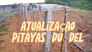 PITAYAS DU DEL ATUALIZAÇÃO DO PLANTIO E DA SEDE agro [upl. by Hills]