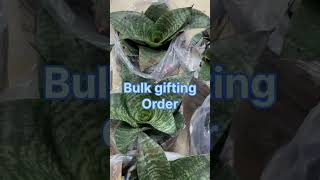 Bulk gifting plants [upl. by Zeiger]