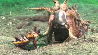 Mating Flamboyant Cuttlefish Lembeh Resort [upl. by Rosse797]