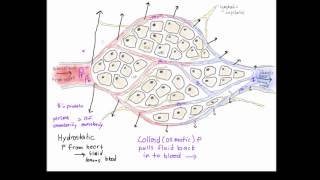 formation of lymphatic fluid [upl. by Hilly]