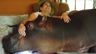 Daredevil Cuddles With Giant Hippo  Deadly 60  BBC Earth [upl. by Neeluj]