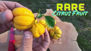 MOST Cold Hardy 🍋 LEMON In The World ❄️ Citremon • Lemon Trifoliate Hybrid 🍋 Fruit Review  Taste [upl. by Acisej46]