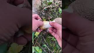 Wild dictyophora indusiata picking process [upl. by Netnert]