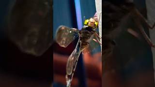 Fascinating HEAD Shaking Behaviour DRAGONFLYyoutubeshortsytshortsyoutubeshortvideoshortsshare [upl. by Yrrej]