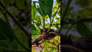 Effective Solutions to Control Loranthus in Mango Trees  Tips to Protect Your Mango Yield [upl. by Lledal]