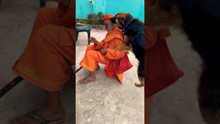 German Shepherd recognised the Sadhu Baba😊 dog germanshepherd viral youtubeshorts short [upl. by Allisirp]