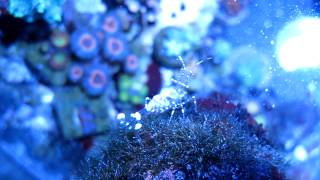 Yucatan Cleaner Shrimp [upl. by Eetak]