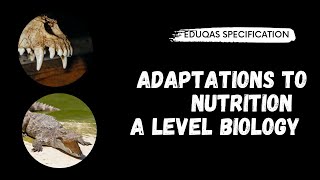 Adaptations to Diet A Level Biology Eduqas [upl. by Kostival]