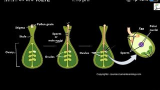 Germination of pollen grain and growth in pollen tubeपरागकण का अंकुरण तथा परागनलिका में वृद्धि [upl. by Guthrey660]