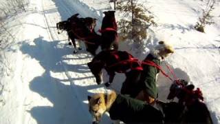 Part 2 Rookie crashes on Iditarod trail [upl. by Ilana801]